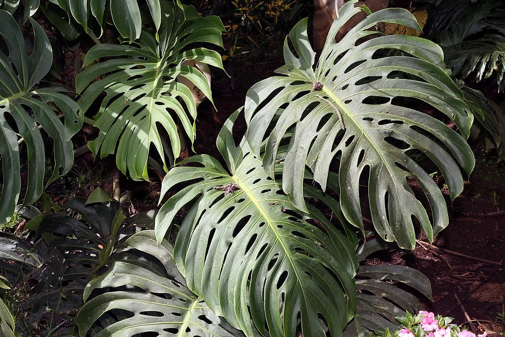 Des feuilles de monstera aux grandes découpures caractéristiques, d'un vert profond et nuancé. Les feuilles larges et trouées, typiques de cette plante tropicale, s'étendent dans un environnement de jardin sombre, avec quelques fleurs roses en contrebas, capturant l'essence luxuriante des plantes d'intérieur exotiques.