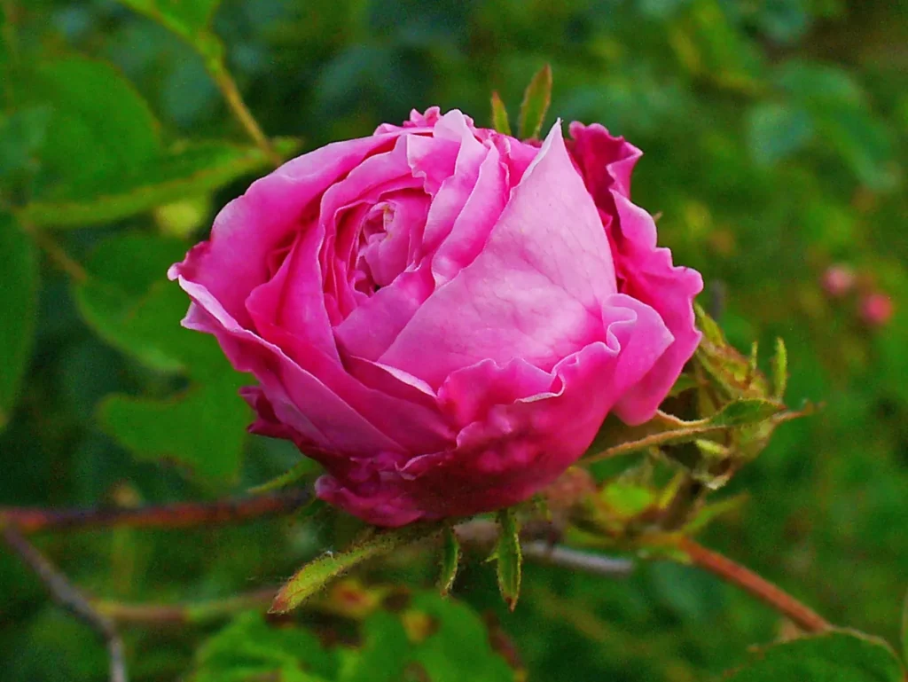 Une rose pivoine luxuriante dans des tons de rose vif et magenta, épanouie dans toute sa splendeur. Les pétales multiples et ondulés sont délicatement disposés, créant une forme complexe et volumineuse. La fleur est mise en valeur par un arrière-plan de feuillage vert flou, capturant l'essence de la beauté naturelle et délicate d'une rose de jardin.