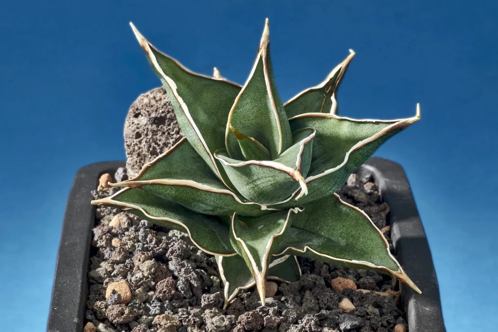 Une plante succulente d'agave aux feuilles épaisses et charnues, d'un vert profond bordé de blanc. Les feuilles pointues et recourbées forment une rosette géométrique, plantée dans un substrat rocailleux noir, avec un ciel bleu vif en arrière-plan, capturant la beauté sculptural des plantes désertiques.