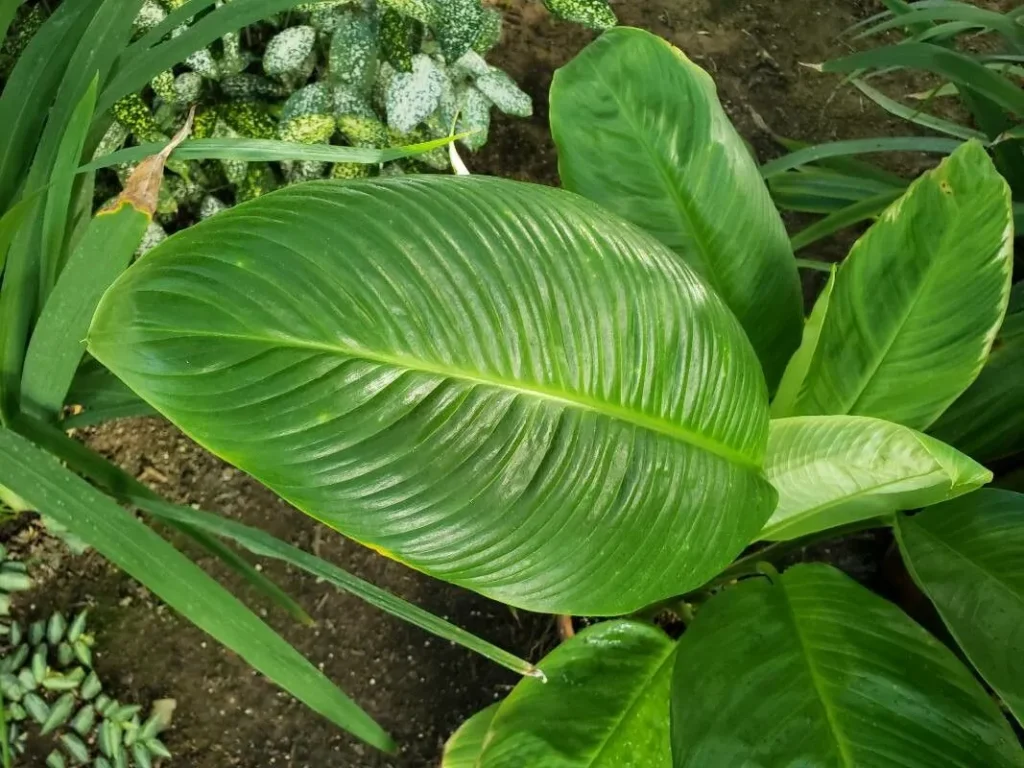 Une feuille de spathiphyllum (lys de la paix) vert vif et brillant, avec des nervures délicates et parallèles. La feuille large et lisse est disposée parmi d'autres feuilles vertes dans un environnement de jardin, capturant la texture et la simplicité élégante de cette plante d'intérieur populaire.