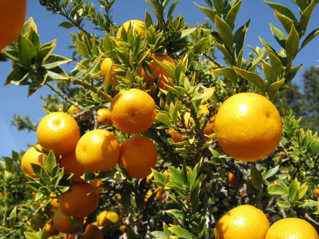 Un gros plan sur des oranges mûres, d'un jaune doré éclatant, suspendues parmi les feuilles vertes luxuriantes d'un oranger. Les fruits brillants contrastent avec le feuillage vert vif sous un ciel bleu intense, capturant l'essence d'un verger ensoleillé
