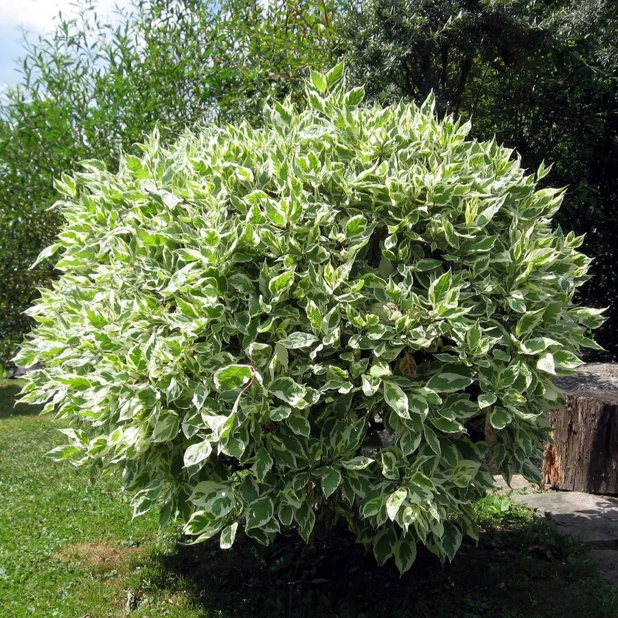 Un arbuste touffu aux feuilles panachées de vert et de blanc, présentant un motif de couleur délicat et uniforme. La plante, qui ressemble à un cornouiller ou à un fusain, est plantée près d'une souche en bois, avec un arrière-plan de verdure et de pelouse, illustrant la beauté des plantes au feuillage varié.