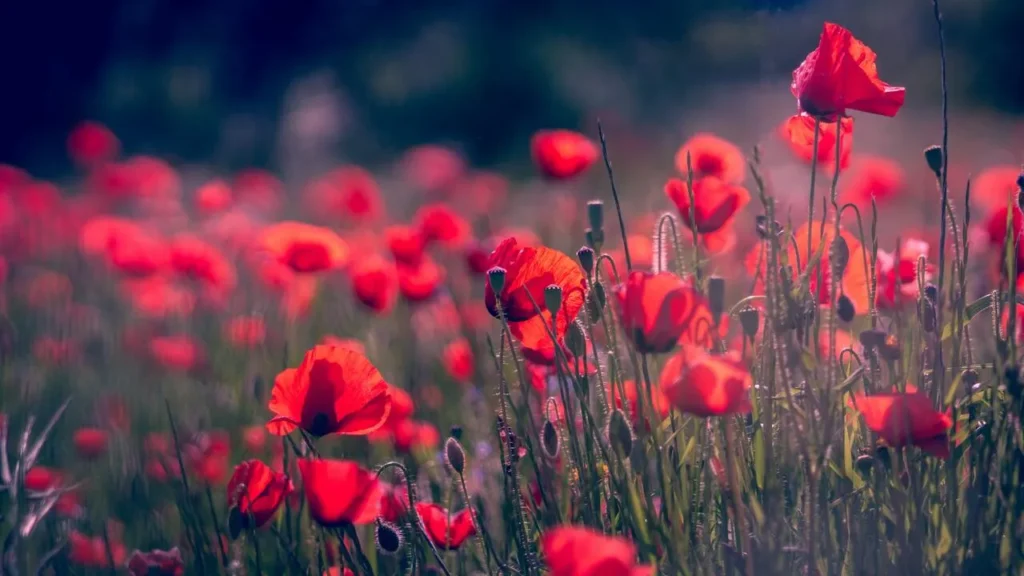 Un champ de coquelicots rouge vif en pleine floraison, avec des fleurs délicates aux pétales transparents ondulant doucement. Les fleurs aux tons écarlates et orange s'élèvent sur de longues tiges vertes, créant un paysage vibrant et poétique aux nuances riches et profondes.