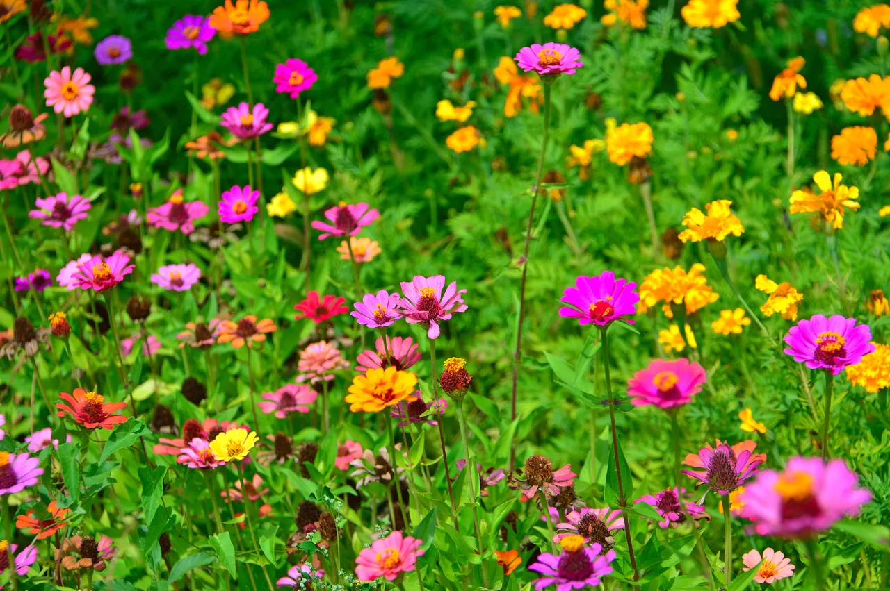 Un champ de fleurs sauvages multicolores, dominé par des zinnias roses vifs et des soucis jaunes dorés. Les fleurs s'épanouissent dans une mer de verdure luxuriante, créant un paysage vibrant et joyeux où chaque fleur semble danser, symbolisant l'abondance et la vie du jardin d'été.