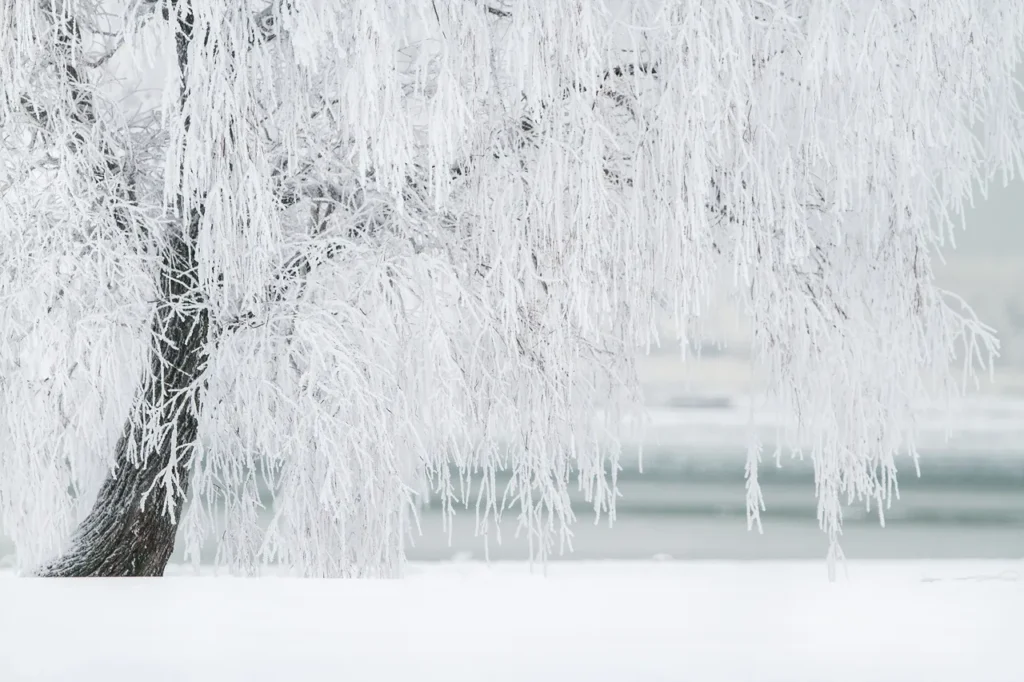 Un saule pleureur recouvert de givre, ses branches délicates et tombantes figées dans un blanc cristallin. Les branches semblent suspendues comme des fils de soie, créant une atmosphère etheree et silencieuse d'un paysage d'hiver. Les tons blancs et gris pâles donnent une impression de tranquillité et de fragilité.