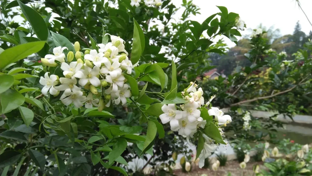 Gros plan sur des branches de jasmin en fleurs, avec des grappes de petites fleurs blanches délicates et des bourgeons verdoyants. Les fleurs sont entourées de feuilles vertes luxuriantes, avec un arrière-plan flou de verdure et de paysage, capturant la beauté et la fraîcheur d'une floraison printanière.
