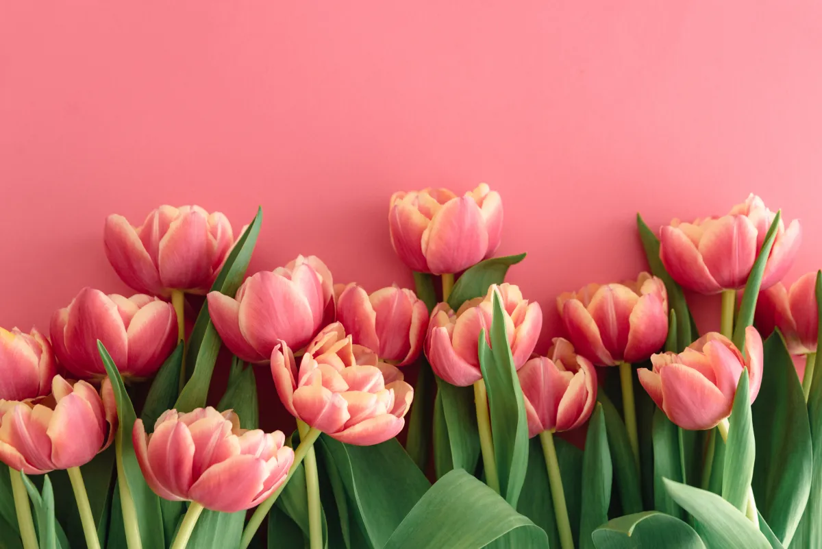 Un bouquet de tulipes roses délicates, aux nuances dégradées allant du rose tendre au corail, disposées contre un fond rose uni. Les tulipes aux pétales arrondis sont accompagnées de feuilles vertes élancées, créant une composition florale douce et élégante qui évoque le printemps et la délicatesse.