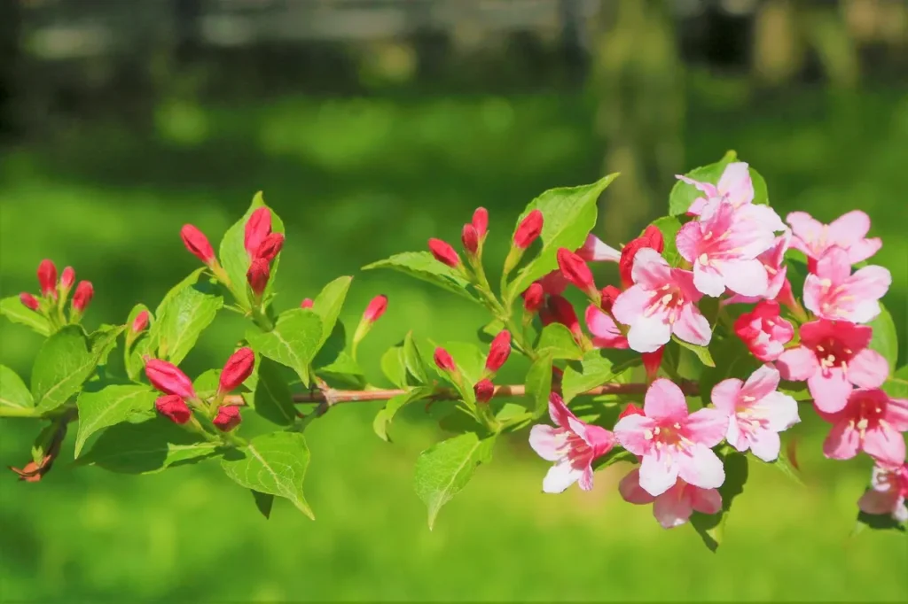 Une branche de weigélia en fleurs, montrant l'évolution des bourgeons roses aux fleurs épanouies. Les fleurs délicates varient du rose vif au rose pâle, parsemées de boutons bourgeonnants et de feuilles vertes luxuriantes. L'arrière-plan flou révèle un jardin verdoyant, capturant la vie et le renouveau du printemps.