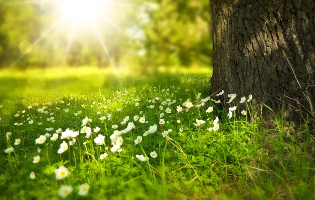 Une scène paisible d'un matin de printemps, avec des rayons de soleil filtrant à travers les arbres, illuminant un tapis de petites fleurs blanches (probablement des anémones) parsemées dans l'herbe verte luxuriante. Un grand tronc d'arbre noueux occupe le côté droit de l'image, symbolisant la force et la stabilité face au renouveau printanier.